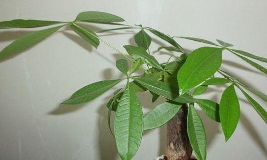 玉树花得了叶斑病如何治,科学管理，守护美丽家园