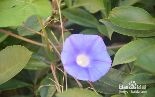 牵牛花植物的特点有哪些,色彩斑斓的藤本植物特性解析
