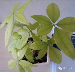 发财树叶子发黄怎么回事,发财树叶子发黄原因解析与养护攻略