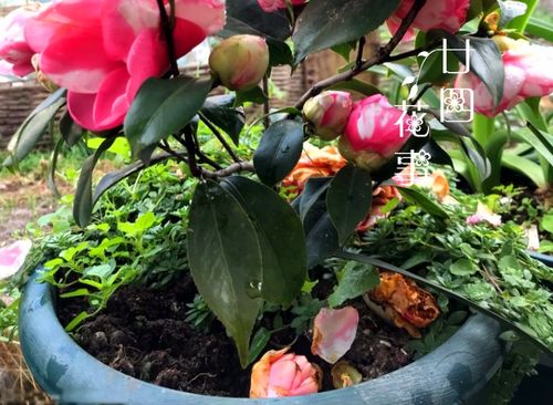 茶花冬天为什么掉果子,揭秘茶花果子脱落之谜