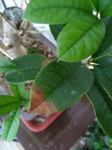 桂花干叶尖是怎么回事,揭秘植物生长的微妙变化