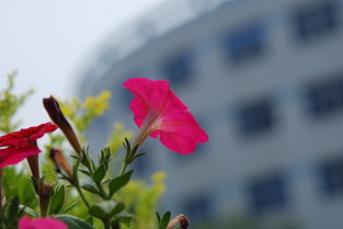 什么花在初夏开放,初夏绽放的美丽画卷