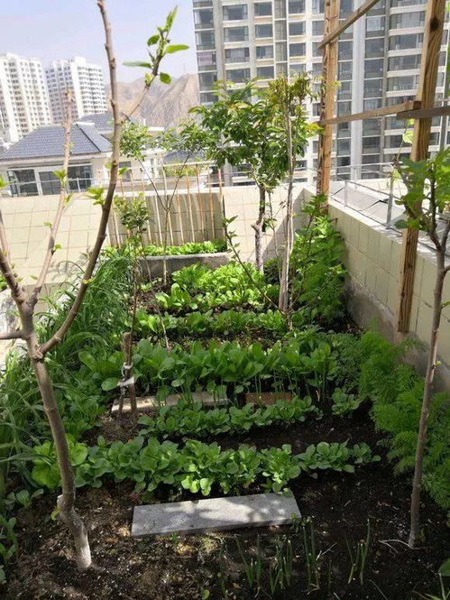什么花肥最臭,揭秘最臭花肥的秘密