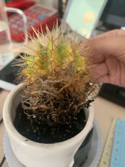 有根的金琥怎么种,从有根植株到繁茂新苗的培育之路