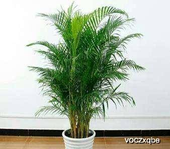 散尾葵的花怎么养,绽放热带风情