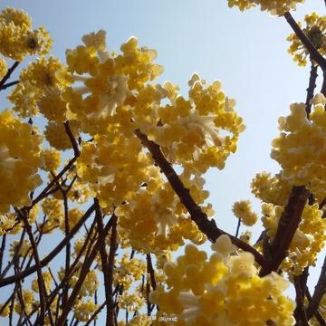 结香花什么时候开花,结香花绽放时节探秘