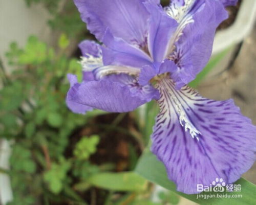 鸢尾花怎么养,从种植到观赏的全面指南