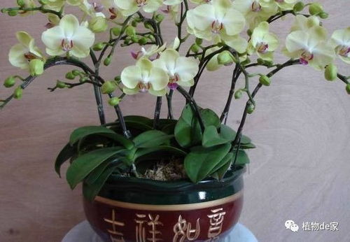 蝴蝶兰如何养护,从土壤到花期管理