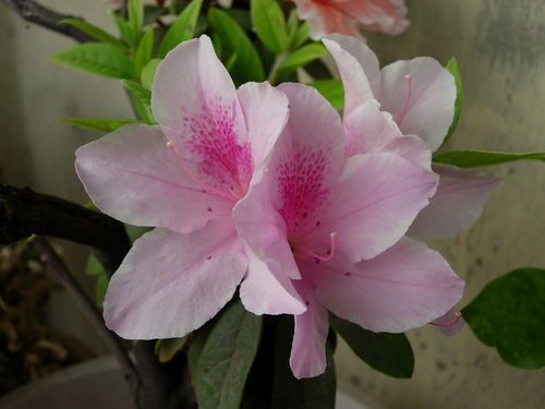 杜鹃花怎么浇水,掌握浇水技巧，让花朵绽放如画