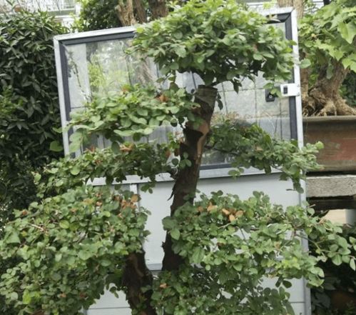 雀梅树有什么品种,千姿百态的自然瑰宝
