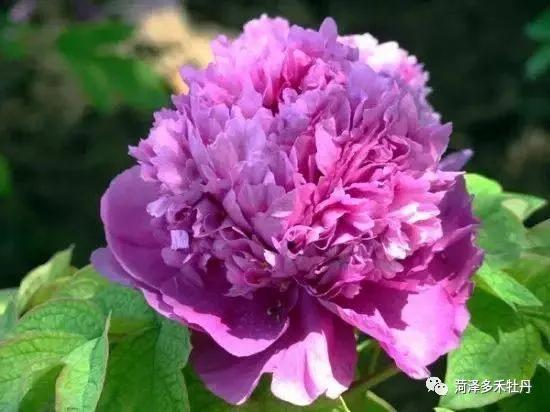 赏叶兰花有哪些品种,赏叶兰花品种概览
