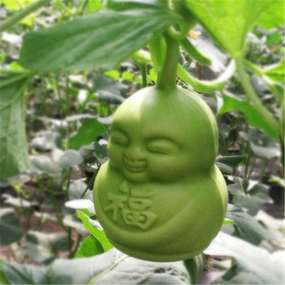 人参果盆栽如何养殖,轻松养殖,享受绿色健康生活
