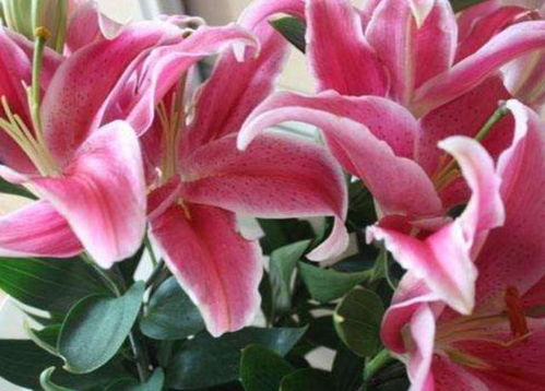 百合如何开花久,揭秘长寿花期的秘密