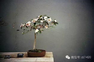 野外树桩怎么剪,重塑自然之美
