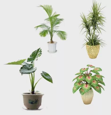 家里最好养的植物是哪些,盘点最适合初学者的室内植物