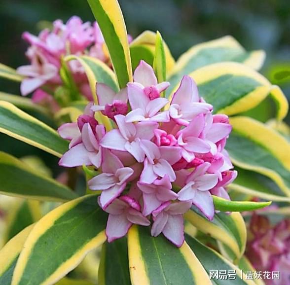 瑞香花怎么养,培育美丽香韵的秘诀