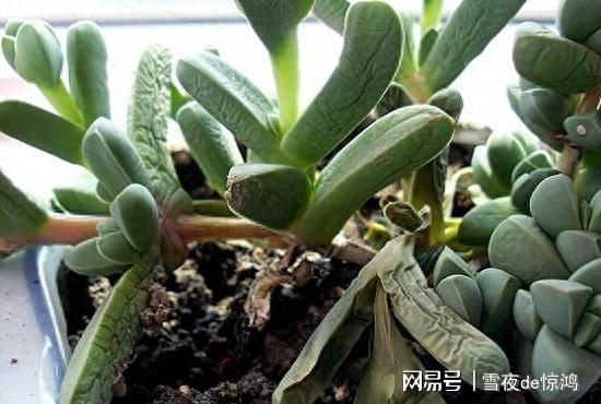 鹿角海棠怎么移