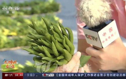 金佛手怎么结果,神秘果实背后的传奇故事