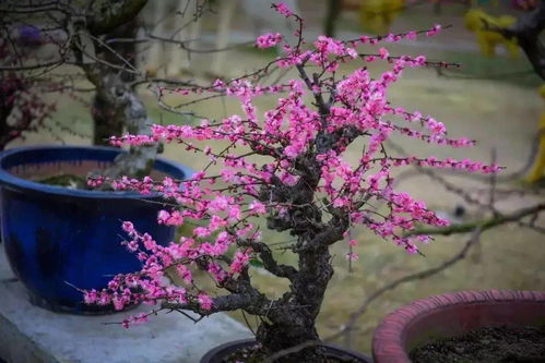 梅花生长在哪个地点,探寻梅花生长的神秘之地