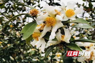 山茶花什么地开