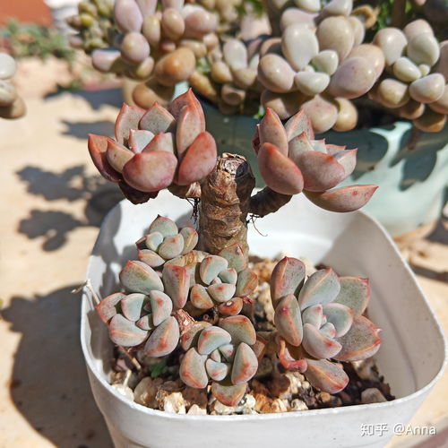 多肉徒了怎么办,多肉植物徒长问题解析与解决攻略