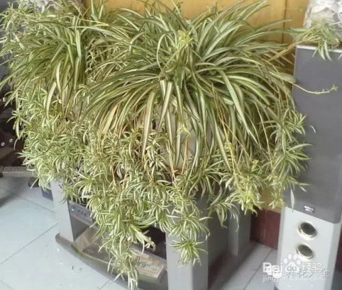 文竹冬天怎么养吊兰,冬季文竹与吊兰养护攻略