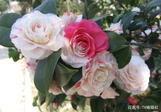 茶花代表什么象征意义,茶花的多重象征意义解析