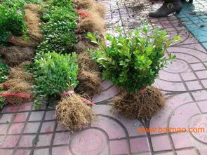 小叶灌木桩子怎么种植方法,小叶灌木,你的盆景好搭档