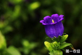 风铃草的习性是什么,随风摇曳的植物奥秘