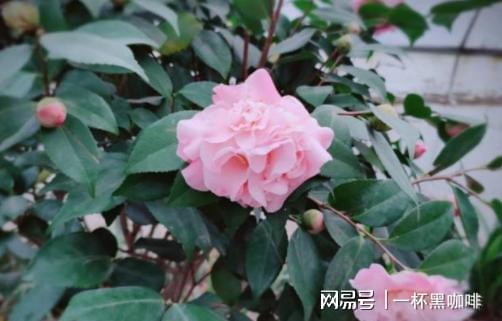 茶花怎么养才长得好,让您的茶花茁壮成长