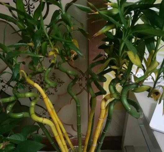 葫芦和什么花寓意好,和谐共生,吉祥如意