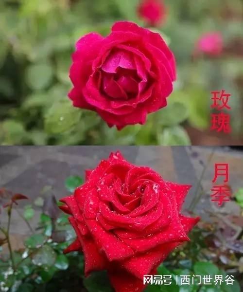 月季花花我爱莎切花怎么养