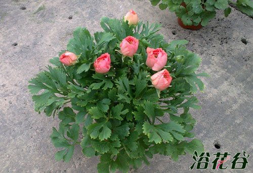 芹叶牡丹怎么养法,芹叶牡丹养护攻略