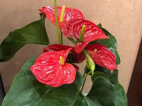 红掌花黄叶子什么病,红掌花黄叶病因探究