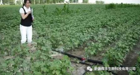诱发病虫害的条件有哪些,诱发病虫害关键条件的深度解析