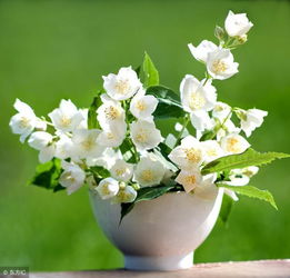 什么花浇水又香,揭秘浇水香花之谜