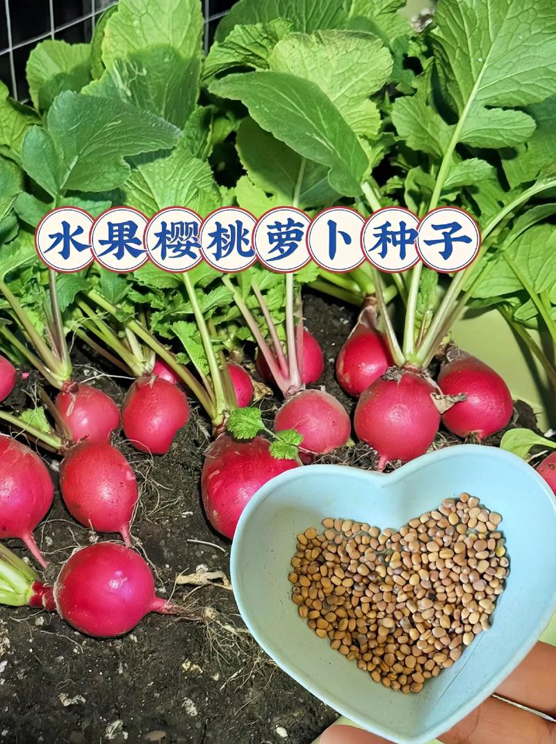 临沧种罗卜水果网红叫什么,临沧种萝卜水果,网红名字大揭秘!