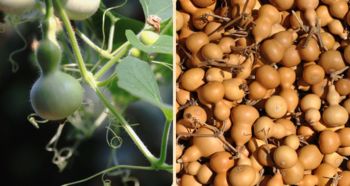 青葫芦怎么变成黄色的,探寻自然色彩的奇妙转变