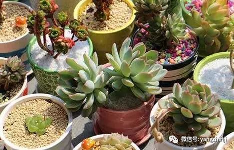 多肉植物疯长怎么解决,多肉植物疯长解决方案揭秘