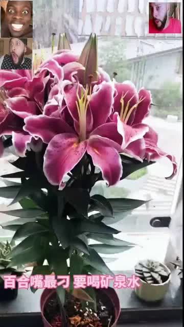 小红心花怎么养,培育美丽心形花朵的秘诀