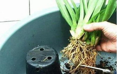 七里香如何换盆,轻松移植,焕发新生命力