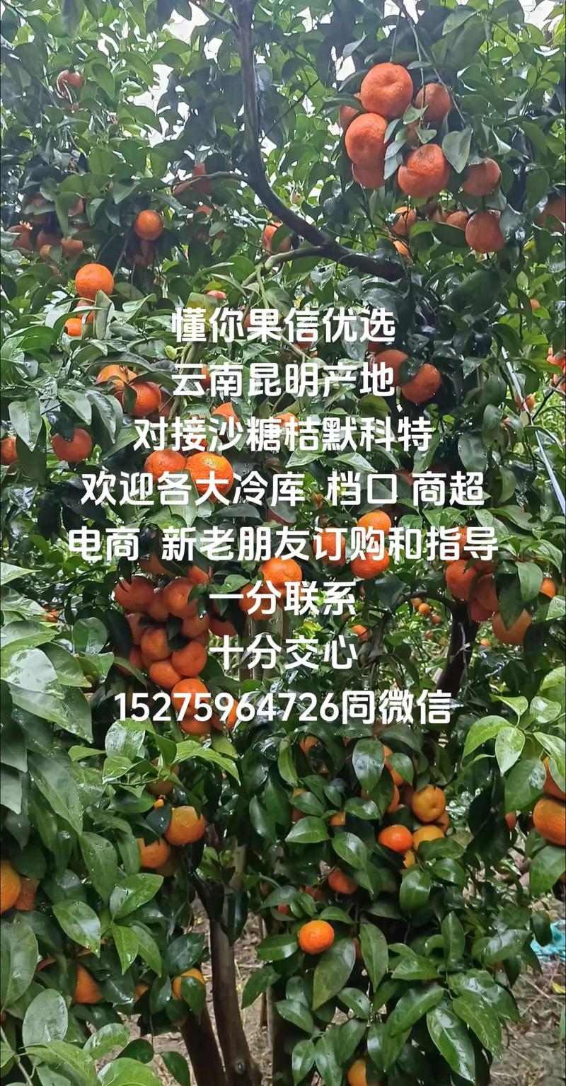 中牟水果档口销售电话地址,中牟水果档口，鲜果的乐园