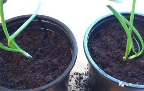 姜花为什么不能种在家,姜花不宜家种的原因及注意事项