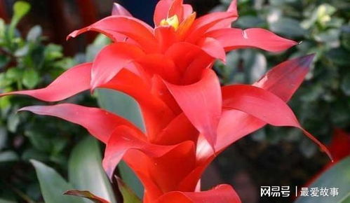 鸿运当头怎么养,循序渐进，让阳光温柔拥抱它