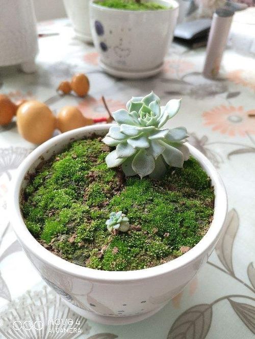 苔藓可以养什么花,打造自然生态室内花园的秘诀