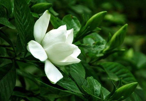 栀子花怎么养护的,打造家中清新绿意