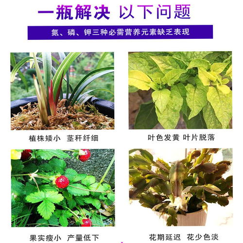 养花水仙花肥料有哪些,养出娇艳水仙的必备营养