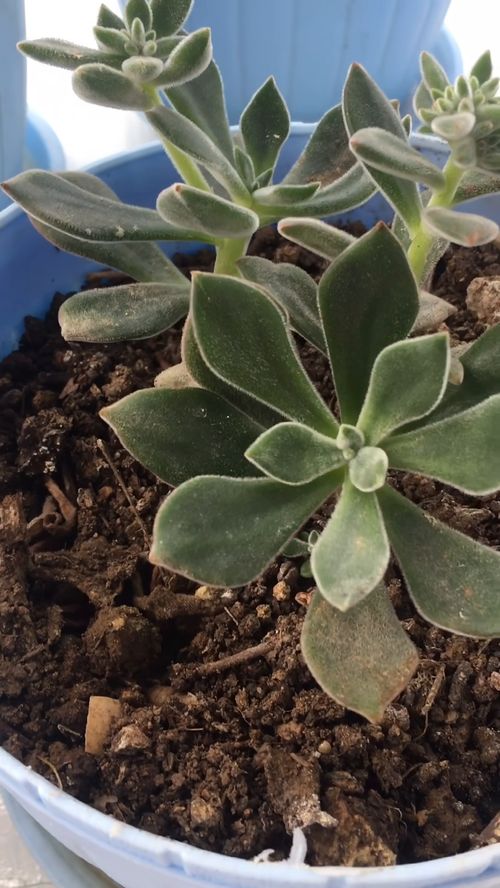 仙人果怎么养护,打造健康美丽的多肉植物