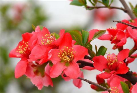 海棠花什么时候开花,海棠花开时节