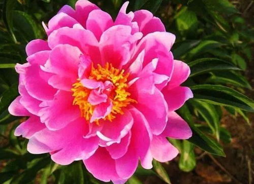 芍药花期是什么样的,春日里的浪漫盛宴